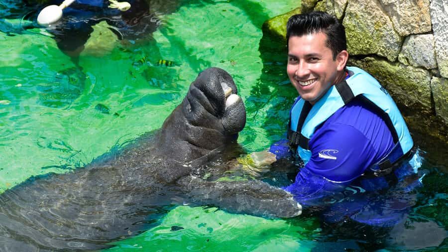 Cancun: Manatee Swimming on Isla Mujeres with Buffet Lunch - Key things to know before you go