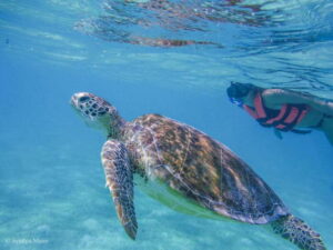 Cancun: Marine Turtle Observation in Akumal - The possible drawback: crowds can change everything