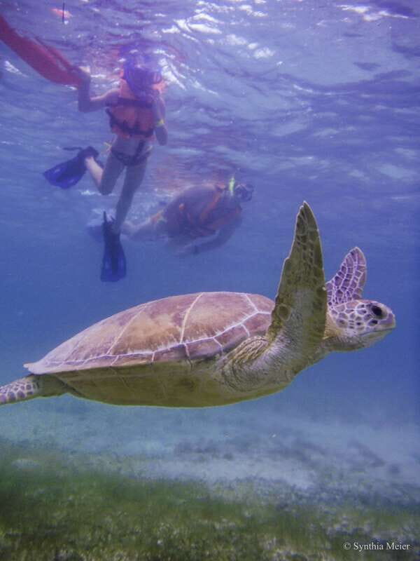 Cancun: Marine Turtle Observation in Akumal - Cenote Swim Time: crystal water, but be ready for substitutions