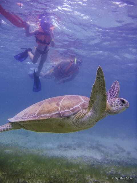 Cancun: Marine Turtle Observation in Akumal - Guides: what you should look for during the briefing