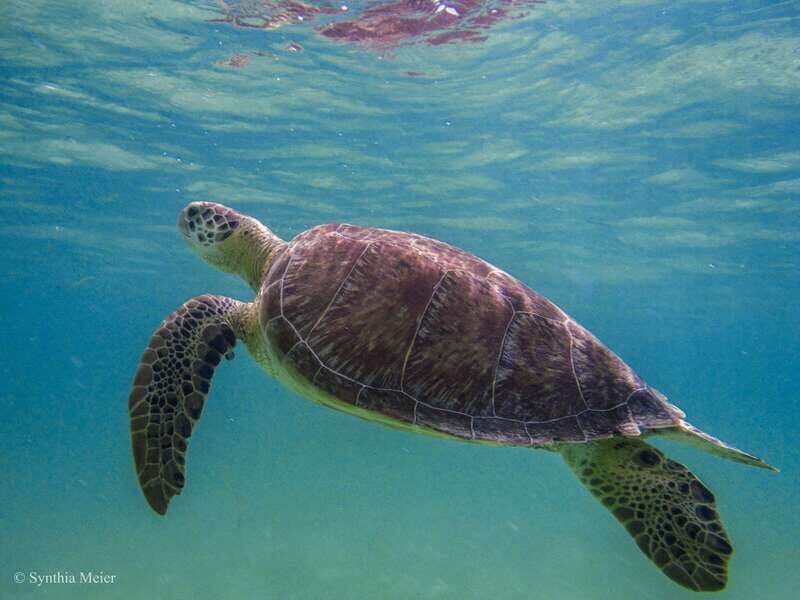 Cancun: Marine Turtle Observation in Akumal - Price and value: $135 plus the $20 fee