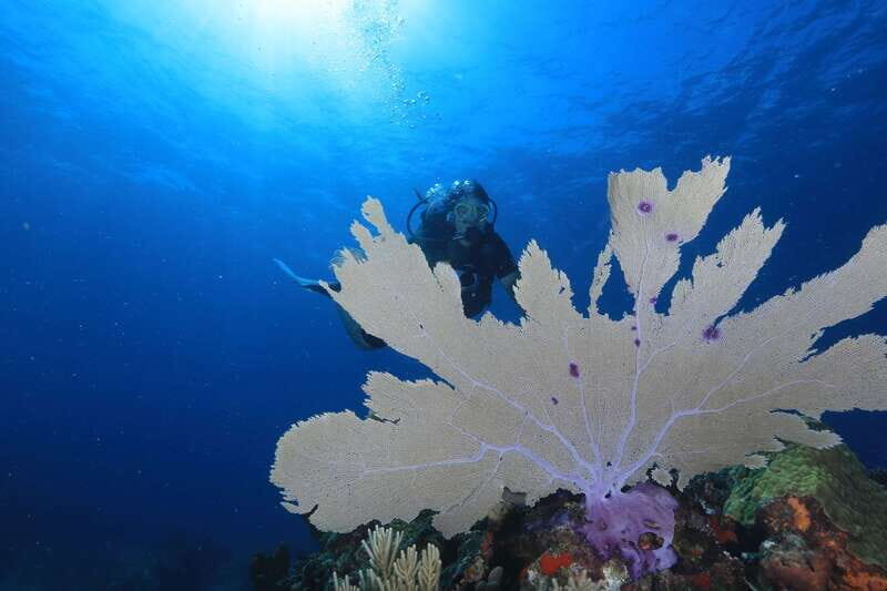 Cancun: Scuba Diving for Beginners, 2 Dives - What the Day Looks Like: Timing, Boat Ride, and Group Size