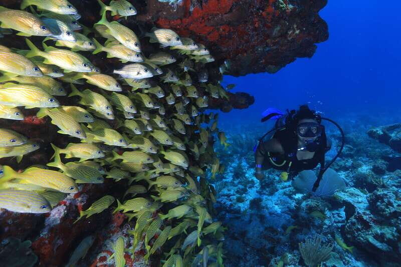 Cancun: Scuba Diving for Beginners, 2 Dives - Gear, Wetsuit, and the Sunscreen Rule (Read This)