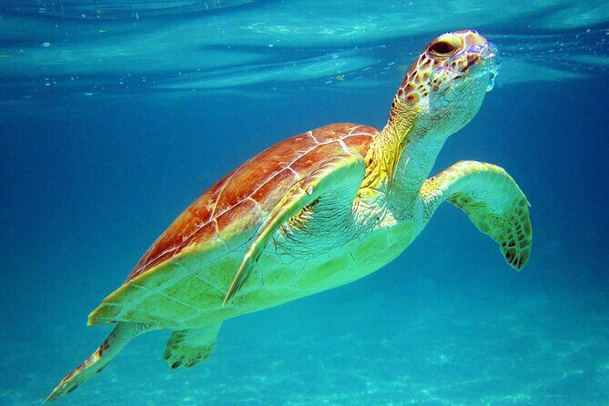 Cancun: Sea turtles and Cenote Tour With Pick Up from your Hotel - Why This Cancun Turtle + Cenote Combo Works