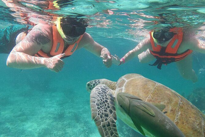 Cancun: Sea turtles and Cenote Tour With Pick Up from your Hotel - What’s Included (and What’s Not) So You Don’t Get Surprise-Fed