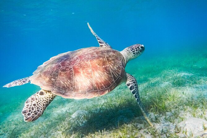 Cancun: Sea turtles and Cenote Tour With Pick Up from your Hotel - Akumal Stop: Snorkeling for Sea Turtles (Plus Backup Marine Life)