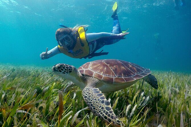Cancun Snorkeling Adventure: Underwater Museum, Reef & Shipwreck - Stop 1: MUSA Underwater Museum and Its 500+ Statues