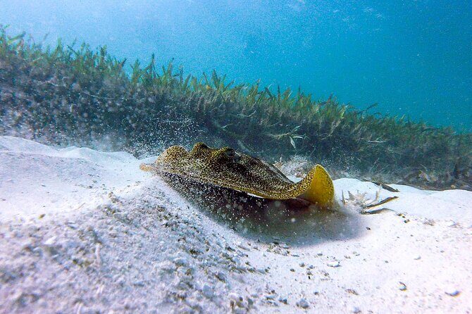 Cancun Snorkeling Adventure: Underwater Museum, Reef & Shipwreck - Stop 2: El Meco Reef, Sea Turtles, Rays, and the Shipwreck