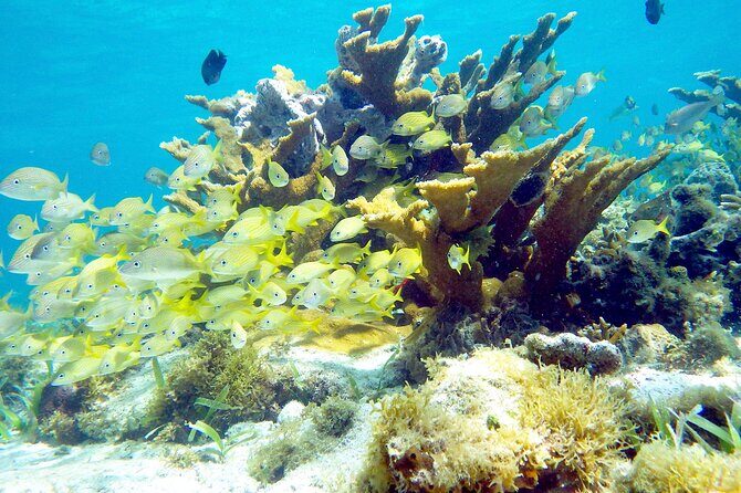 Cancun Snorkeling Adventure: Underwater Museum, Reef & Shipwreck - Safety and Gear That Actually Helps You Breathe