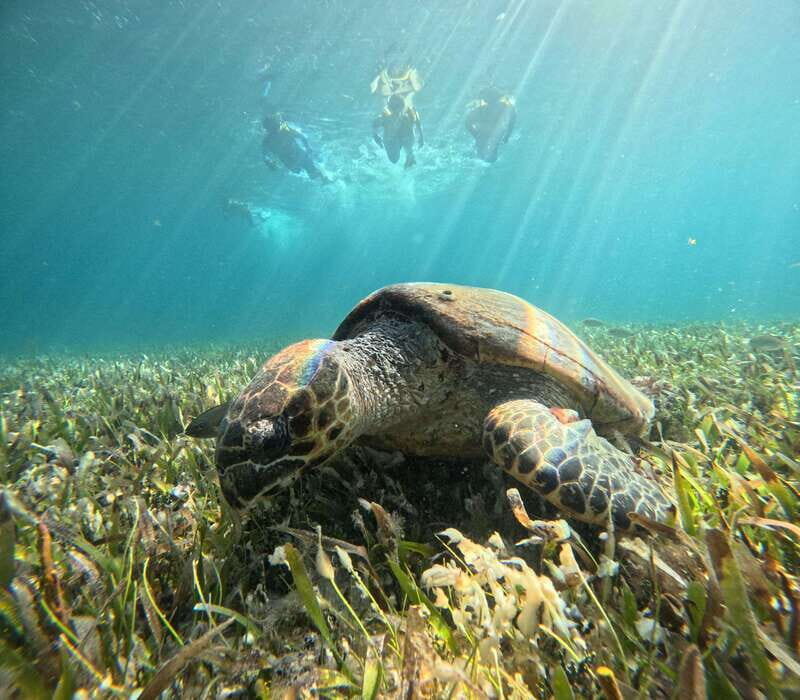 Cancun: Snorkeling Boat Tour with Gear - Key things worth knowing before you go