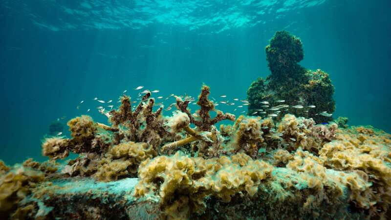 Cancun: Snorkeling Tour at MUSA The Underwater Museum - Gear Rules That Affect Your Comfort (No Sunscreen Changes Everything)