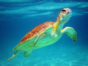 Cancun: Snorkeling tour with Sea Turtles & Cenote, half day. - Cenote Yax-Muul: Stalactites, Stalagmites, and Cave-Light Magic