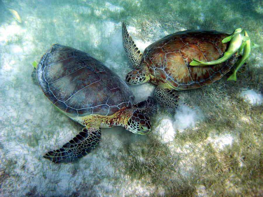 Cancun: Snorkeling tour with Sea Turtles & Cenote, half day. - How the Half-Day Timing Works (and Where You’ll Feel the Clock)