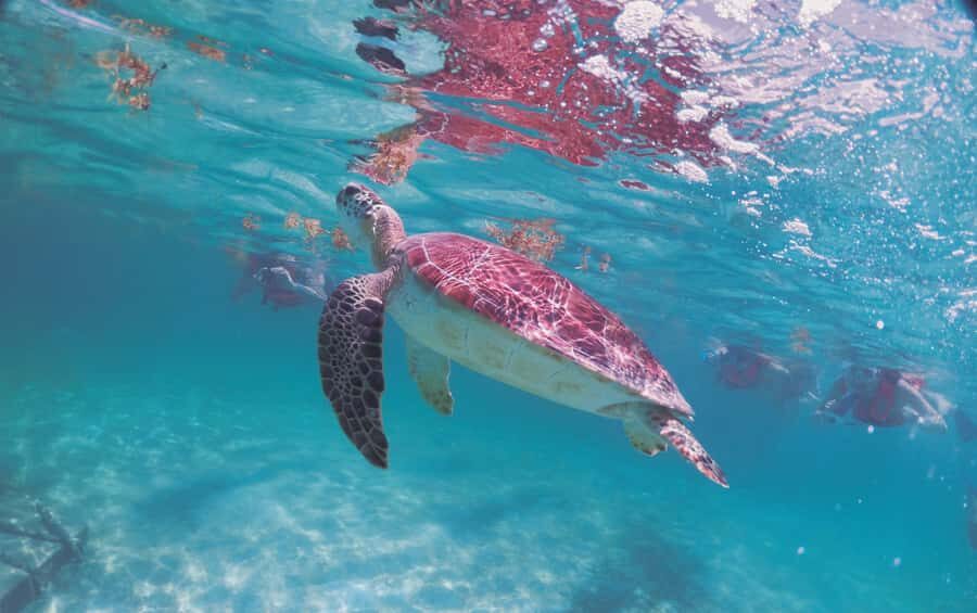 Cancun: Snorkeling tour with Sea Turtles & Cenote, half day. - Guides and Language Groups: What to Look For