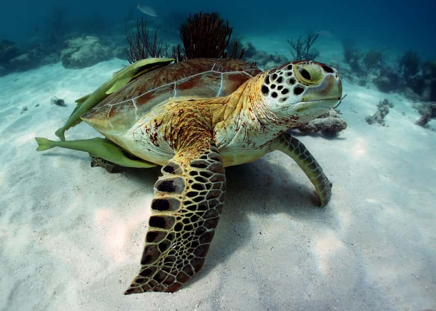 Cancun: Snorkeling tour with Sea Turtles & Cenote, half day. - FAQ