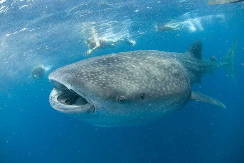 Cancún: Swim with Whale Sharks - Key takeaways before you go