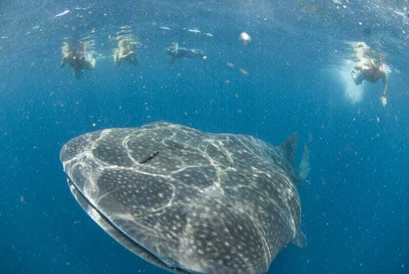 Cancún: Swim with Whale Sharks - Whale Shark Season From Cancun: May to September Is the Real Window