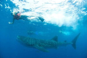 Cancún: Swim with Whale Sharks - Marina Xtabay Pickup and the Early Safety Briefing