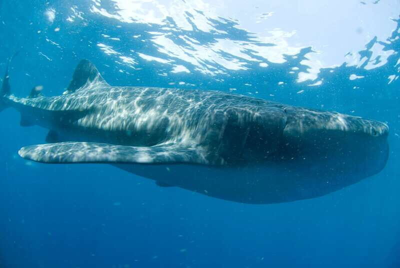 Cancún: Swim with Whale Sharks - Speedboat to the Reserve: Why the Ride Matters for Comfort