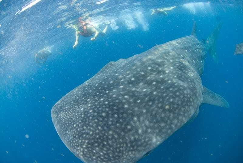 Cancún: Swim with Whale Sharks - The Snorkel Experience: What It Feels Like When You Finally Find Them