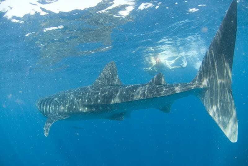 Cancún: Swim with Whale Sharks - Isla Mujeres Stop: Lunch, Break Time, and a Clear-Water Swim