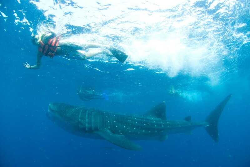 Cancún: Swim with Whale Sharks - What to Bring (and What to Plan for) So You Enjoy the Water