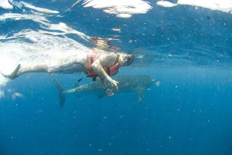 Cancún: Swim with Whale Sharks - Who This Tour Fits Best (and Who Should Skip It)