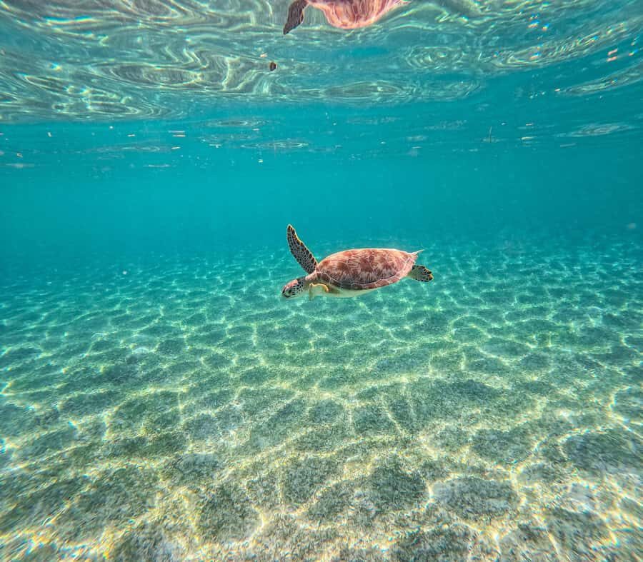 Cancun: Tulum Ruins, Akumal Turtles, Cenote & Caves Tour - Akumal Beach snorkeling with sea turtles: calm water and real rules