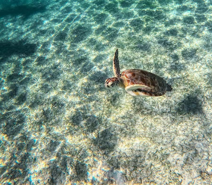 Cancun: Tulum Ruins, Akumal Turtles, Cenote & Caves Tour - What to bring (and what to leave alone) for a smooth day