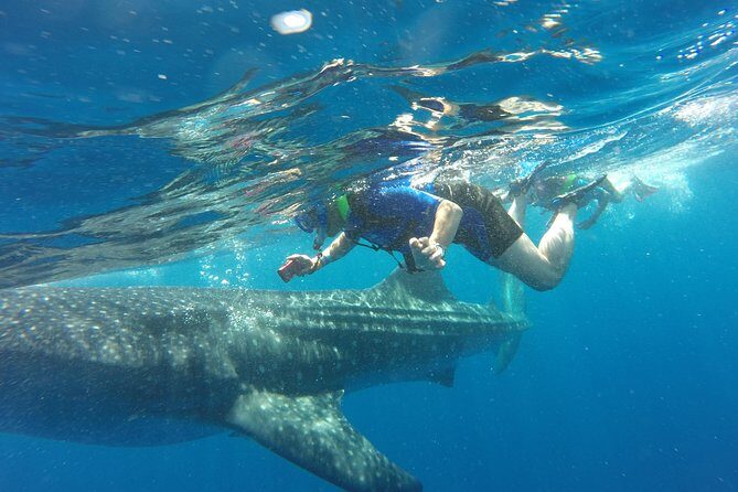 Cancun Whale Shark Encounter - Key things you should know before you go