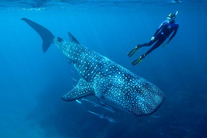 Cancun Whale Shark Encounter - What makes this whale shark swim special from Punta Sam