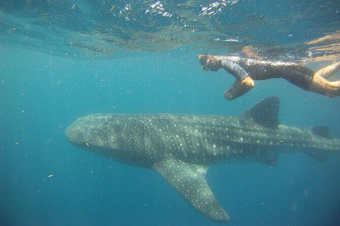 Cancun Whale Shark Encounter - Playa Norte on Isla Mujeres: more snorkeling and Captain Ceviche