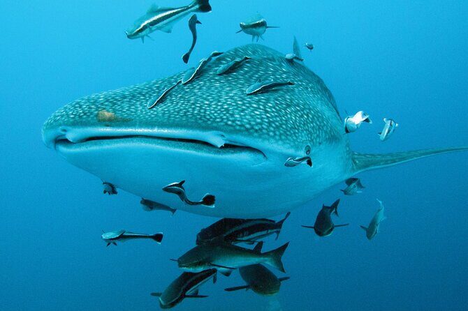 Cancun Whale Shark Encounter - What to bring (and how to prep your body for this swim)