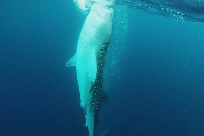 Cancun Whale Shark Encounter - Who should book this Cancun whale shark encounter