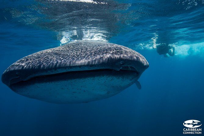 Cancun Whale Shark Encounter - Getting there: Punta Sam ferry terminal and your hotel pickup