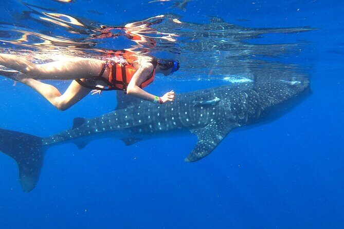 Cancun Whale Shark Experience with Snorkel & Transportation - Pickup, timing, and the 7:00 am start
