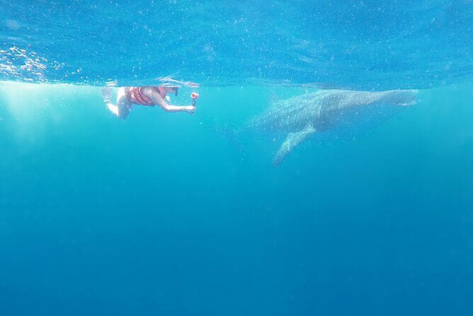 Cancun Whale Shark Experience with Snorkel & Transportation - Isla Mujeres reef snorkel: a break from the main spotlight