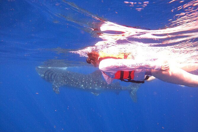Cancun Whale Shark Experience with Snorkel & Transportation - Playa Norte Beach on Isla Mujeres: what the stop is really for