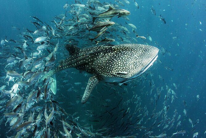 Cancun Whale Shark Experience with Snorkel & Transportation - Price and hidden costs: is $210 actually good value?
