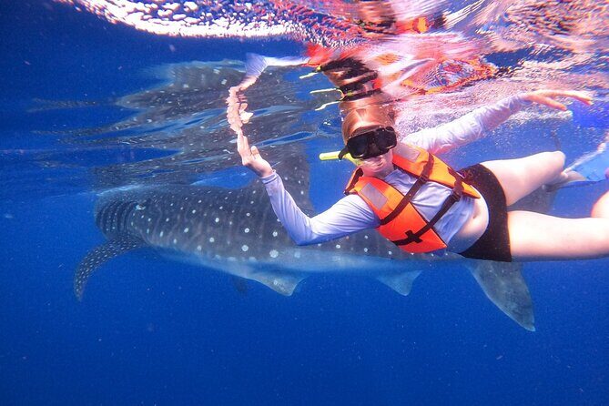 Cancun Whale Shark Experience with Snorkel & Transportation - Speedboat to Isla Contoy: what that morning feels like