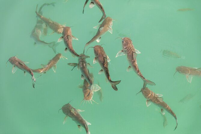 Catamaran Adventure: Sailing and Swimming in the Bacalar Lagoon - Price and Value: Why $55 Can Work (If You’re Already in Bacalar)
