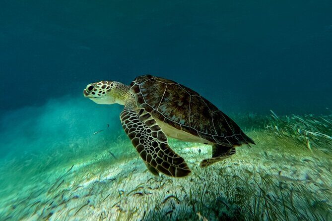 Catamaran Cruise in Riviera Maya With Snorkeling & Beach Club - Who This Trip Is Best For (and Who Should Skip It)