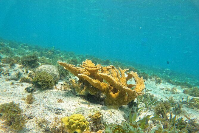 Catamaran with Snorkeling and North Beach, Isla Mujeres - Snorkeling at Arrecife El Meco: Optional, Guided, and Gear Included