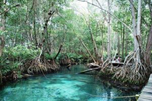 Celestun Beach and Mangrove Boat Ride from Merida - What wildlife spotting really feels like here