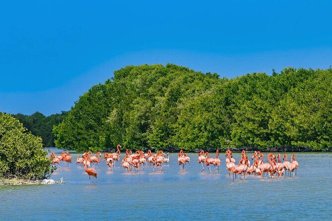 Celestun Beach and Mangrove Boat Ride from Merida - Lunch fish or chicken: how the included meal fits the value