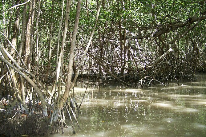 Celestun Beach and Mangrove Boat Ride from Merida - Price and value: is $128 fair for a full-day nature outing?