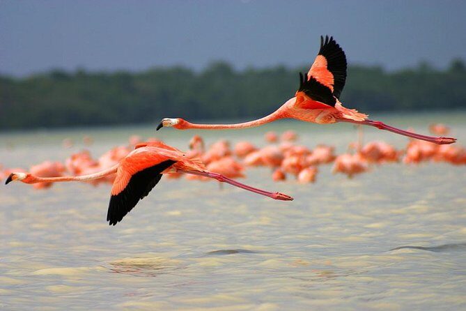 Celestun Biosphere Reserve Tour from Merida - Why wildlife sightings can be amazing—or a bit unpredictable