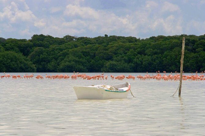 Celestun Biosphere Reserve Tour from Merida - Price and value: what $165 buys you (and what it doesn’t)