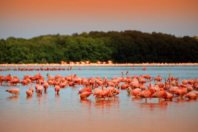 Celestun Biosphere Reserve Tour from Merida - Transportation and timing tips that protect your day