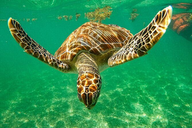 Cenote and Swimming with Turtles Private Tour in Akumal - Key things that make this tour work so well